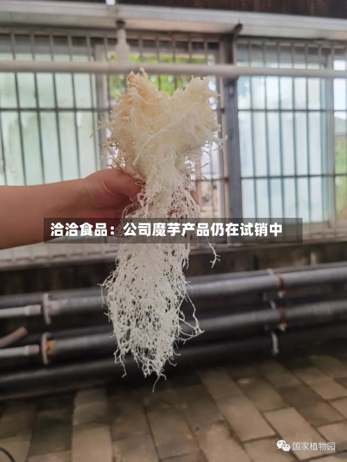 洽洽食品:公司魔芋产品仍在试销中-第2张图片